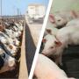 Hogs cattle