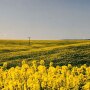 canola-fields-of-walla-walla.jpg