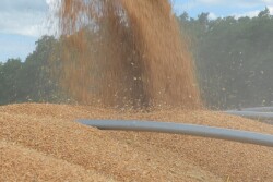 grain