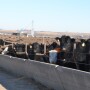 BT_Cattle_Feedlot