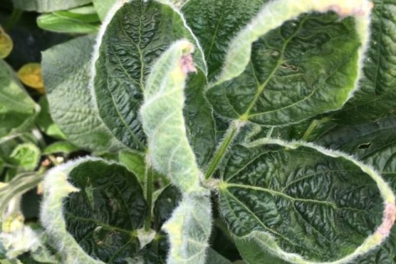 Cupped leaves are a common symptom of potential dicamba damage.