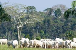 Brazilian cattle