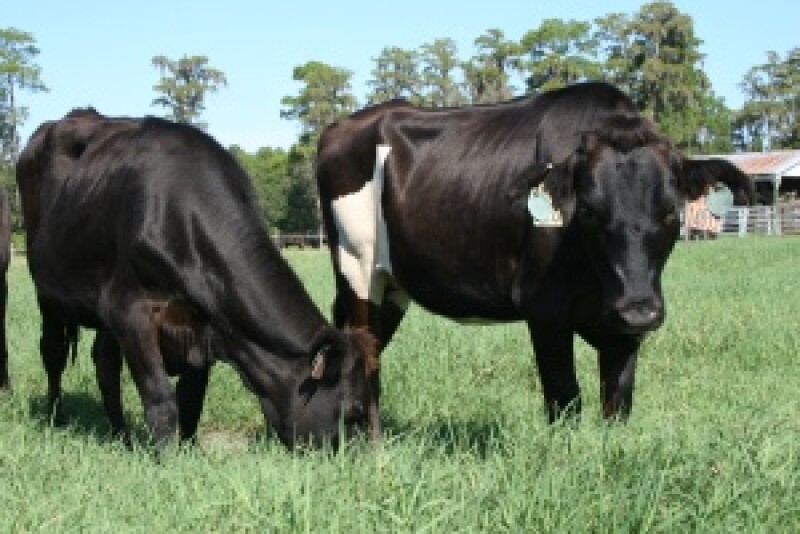 t 85 heifers grazing