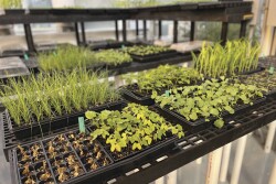 This shows a series of weeds the Harpe Bioherbicide team is growing (and controlling) -- up front is a slat of morning glory weeds that were sprayed less than a week ago.