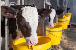 Holsten Dairy Calf