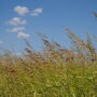 Johnsongrass