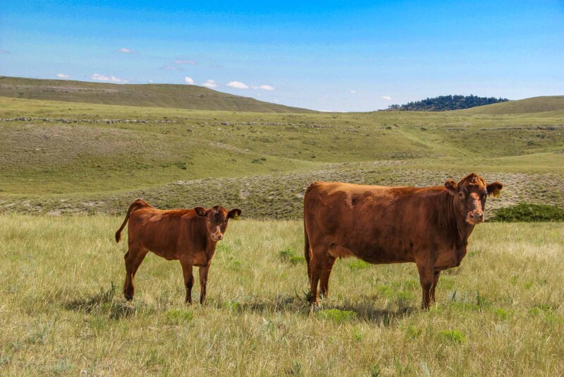 Denny Ranch