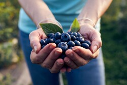 Blueberries in hands in a field