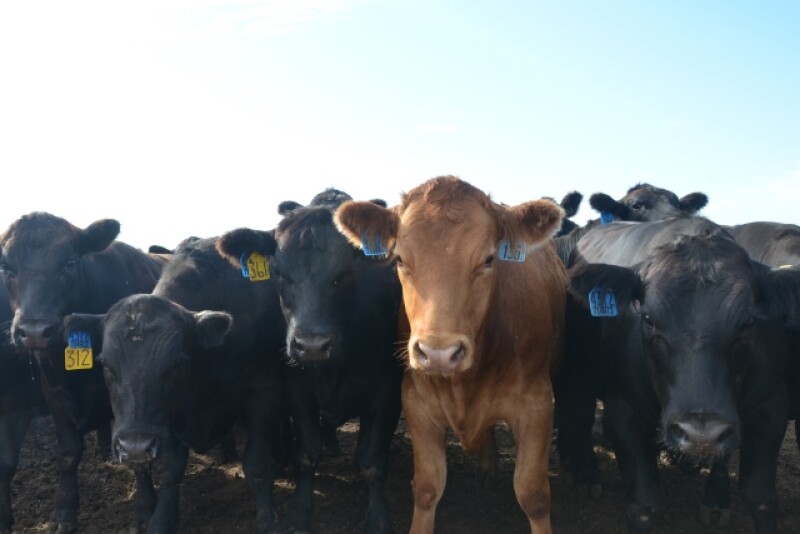 In the latest USDA Cattle Report the total cattle inventory in South Dakota as of January 1, 2018 is up from last year, suggesting more cattle to manage and market. 
