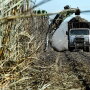 Sugar Cane Harvest