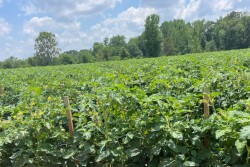Arkansas tomato field