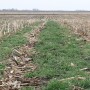 Cover crops for grazing