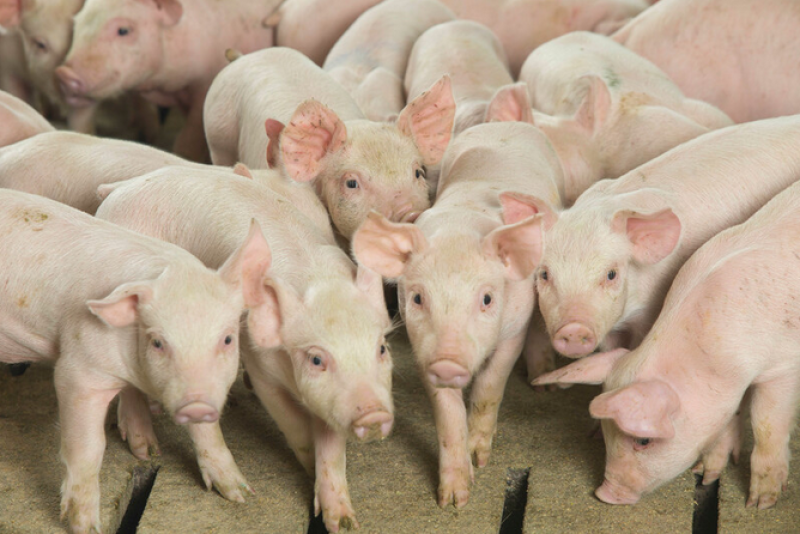 Cash-traded weaner pig volume was below average this week.