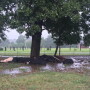 lightning_strike_cows_courtesy_Ashley_Anderson
