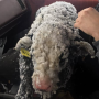 Rancher Nick Cobb says the blizzard that hit Washington state over the weekend meant several calves needed help, including one called "Oreo" that was covered in snow and ice.