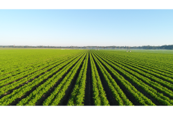 Grimmway has grown organic carrots on its Southeast farms, but is now expanding there with almost 20 vegetables under the Cal-Organic brand.