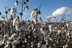 cotton_for_cotton_story