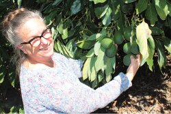 Enola Price, field manager for Eco Farms, inspects organic avocados in early March. Organic is a big part of the company’s business, says Gahl Crane, sales director. Demand for organic avocados continues to increase, despite their higher price compared to conventional fruit, Crane says.