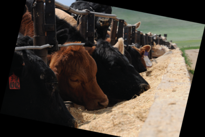 cattle