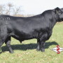 Momentum_Select_Sires_Bull