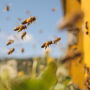 Bees headed to the hive