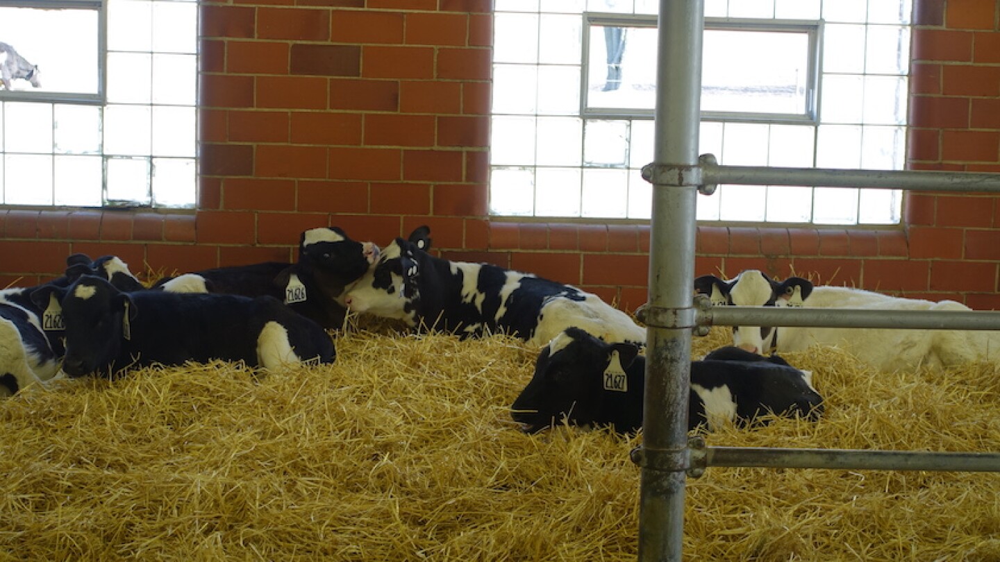 Crypto in Calves: Better Managed with a Shovel than a Needle - Dairy Herd