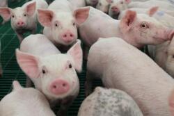 Cash-traded weaner pig reported volume was below average this past week, with 34,050 head reported. Cash weaner pig reported prices were $34.29, down $5.35 per head from last week.