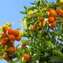 orange-tree.jpg