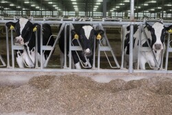 New research suggests producers can select cows for lower methane production. 