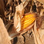 Seth Meyer says USDA is running out of time and runway to make adjustments to the export side of the ledger, as this week the World Ag Outlook Board defended its current China import figures. 