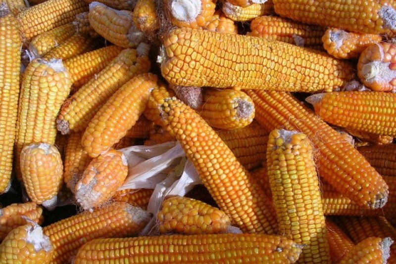 Corn