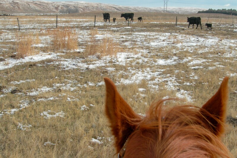 Cow-calf pairs