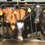 Cows with extended dry periods beyond 60 days need their own group and ration.