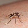 The mosquito Aedes aegypti can spread several diseases as it travels from person to person.