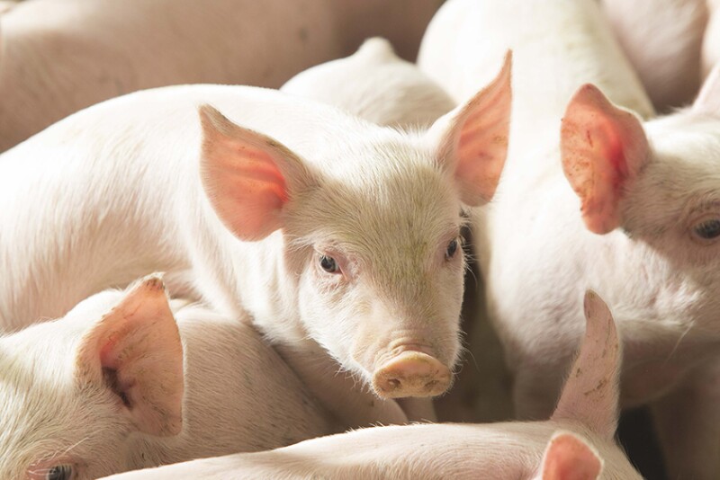 Feeder pigs