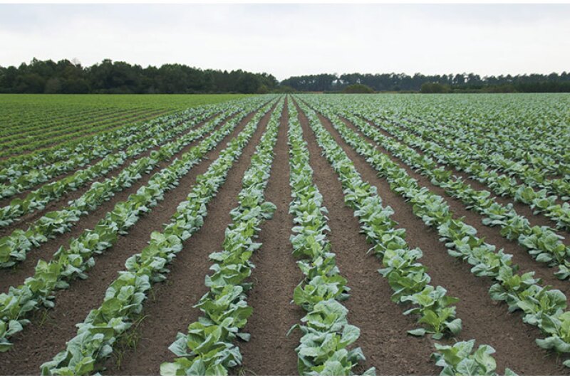 Heath Wetherington, director of operations for Baker Farms, said two to three inches of rain have fallen for several weeks on many of the company’s crops, such as this field of collard greens.