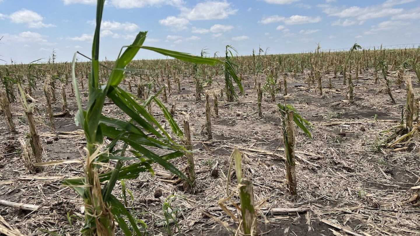 Drought No More, Farmers Watch Western Kansas Corn Fields Get Hammered ...