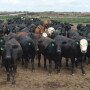 Even with better vaccines and more information, BRD remains the most economically important disease to the beef industry.