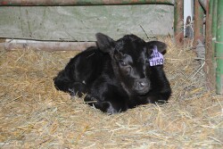 baby calf Angus SB