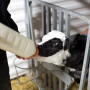 pg26-calf_bottle_feed_winter.jpg