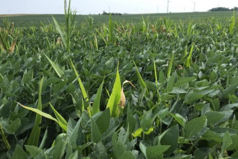 This was a familiar scene in Midwest soybean fields this season. Volunteer corn contribute to yield loss and can also shelter corn rootworm eggs. Agronomists recommend planning ahead to control or monitor the pest for the 2023 season.
