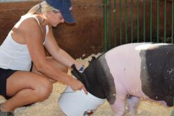 watering pigs with a bucket