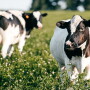Nominees will be judged on current methods as well as their positioning to meet future economic and business challenges. The winning operation will be highlighted in the January 2023 issue of Dairy Herd Management magazine and recognized during Dairy Forum 2023. The deadline for submitting nominations is Oct. 28, 2022. 