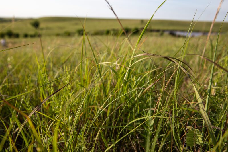 Prairie Grass