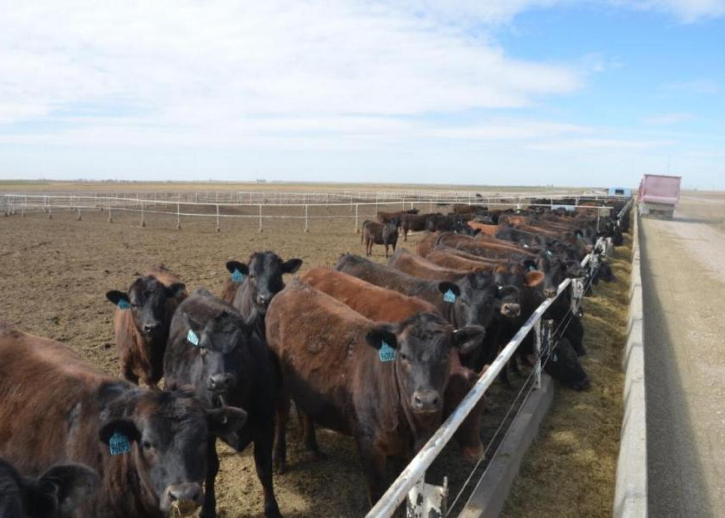 Beef on Dairy
