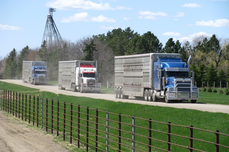 Cattle Trucks