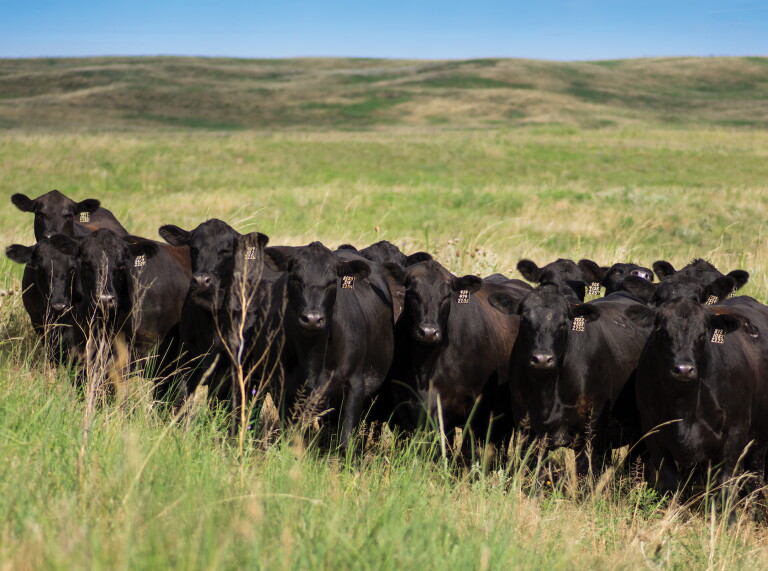 Mentor, Innovator and Industry Icon: Bill Rishel a Legend in the Beef ...
