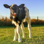 calf taylor.PNG
