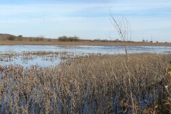 Flooding might prevent some farmers from planting altogether. This field picture is from last fall, flooding today is much worse.