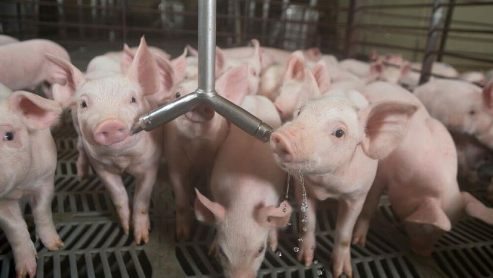 Pigs drinking water